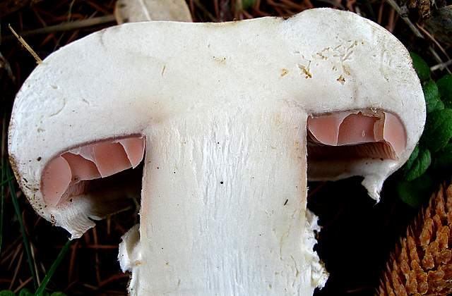 Agaricus pequinii    (Boud.)    Singer